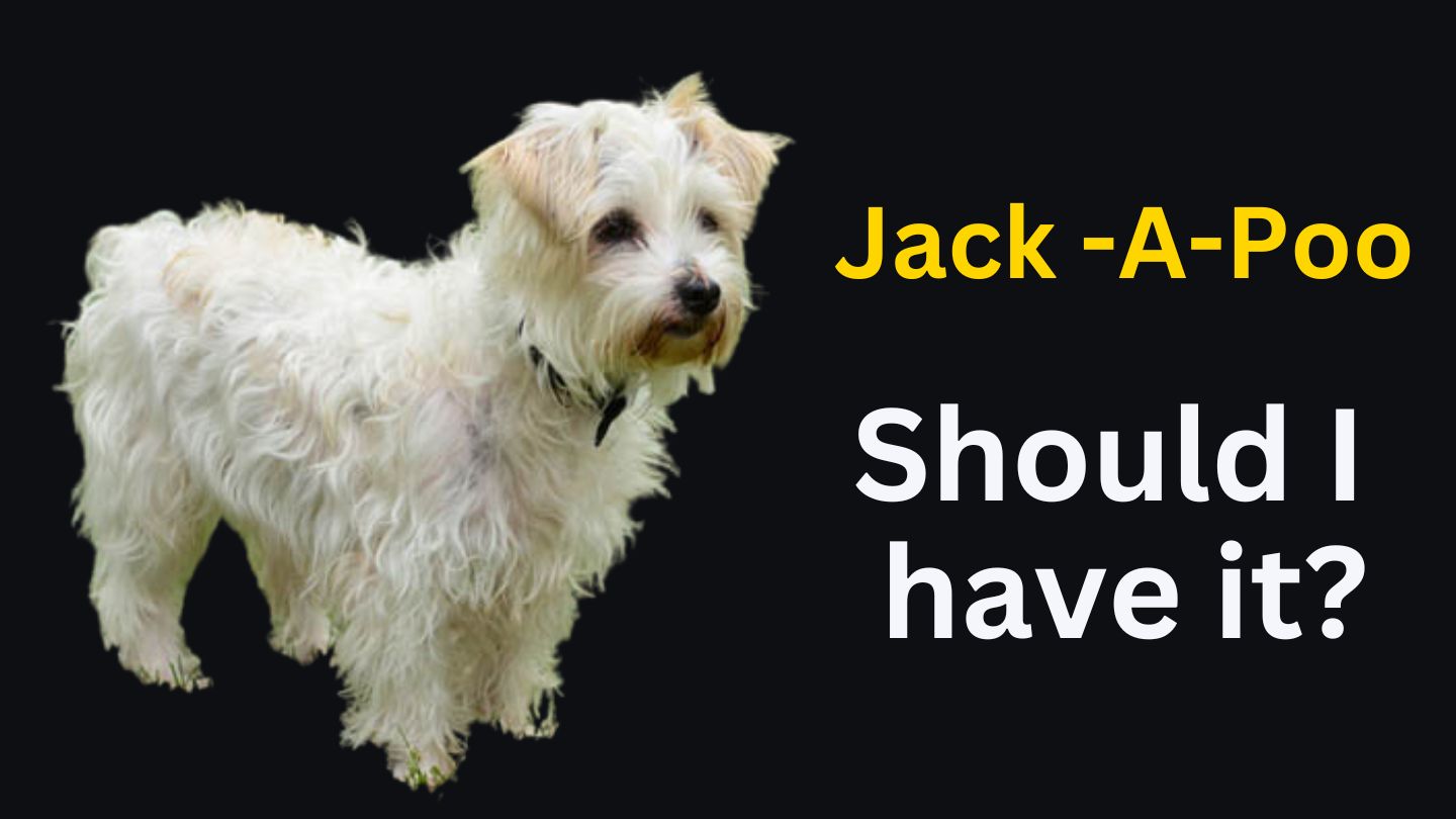 Jack-A-Poo